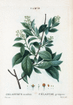 Celastrus scandens = Celastre grimpant. [Bittersweet: American Bittersweet]