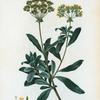 Buplevrum fruticosum = Buplévre ligneux. [Bupleurum fruticosum, Shrubby hare's ear]