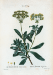 Buplevrum fruticosum = Buplévre ligneux. [Bupleurum fruticosum, Shrubby hare's ear]