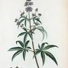 Vitex Agnus-castus = Gatilier commun. [Chaste tree; Hemp tree; Sage tree; Wild pepper]