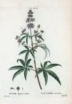 Vitex Agnus-castus = Gatilier commun. [Chaste tree; Hemp tree; Sage tree; Wild pepper]