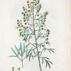 Artemisia argentea = Armoise argentée. [Silver-leaved sagebrush]