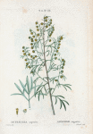 Artemisia argentea = Armoise argentée. [Silver-leaved sagebrush]