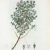 Thymus vulgaris = Thym commun. [Garden thyme]