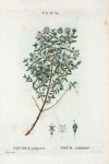 Thymus vulgaris = Thym commun. [Garden thyme]