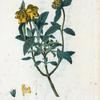 Phlomis fruticosa = Phlomide frutescente. [Jerusalem sage]