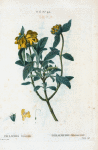 Phlomis fruticosa = Phlomide frutescente. [Jerusalem sage]