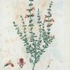 Teucrium marum = Germandré maritime. [Cat thyme]