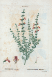 Teucrium marum = Germandré maritime. [Cat thyme]