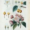 Fig. 1. Malus hybrida = Pommier hybride. Fig. 2. Malus spectabilis = Pommier à bouquets. [Flowering crab apple - Chinese flowering apple]