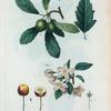 Fig. 1. Malus sempervirens = Pommier toujours vert. Fig. 2. Malus baccata = Pommier baccifére. [Southern crab apple - Siberian crab apple]