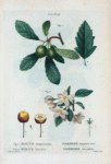 Fig. 1. Malus sempervirens = Pommier toujours vert. Fig. 2. Malus baccata = Pommier baccifére. [Southern crab apple - Siberian crab apple]