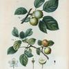 Malus communis sylvestris = Pommier commun sauvage. [Wild apple]