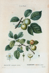 Malus communis sylvestris = Pommier commun sauvage. [Wild apple]