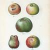Malus communis = Pommier commun. [Common apples]