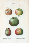 Malus communis = Pommier commun. [Common apples]