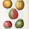 Malus communis = Pommier commun. [More apples]