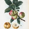 Malus communis = Pommier commun. [Apples with leaves]