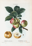 Malus communis = Pommier commun. [Apples with leaves]