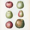 Malus communis = Pommier commun. [6 more varieties of apples]