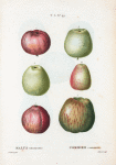 Malus communis = Pommier commun. [6 more varieties of apples]