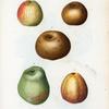 Malus communis = Pommier commun. [5 more varities of apples]