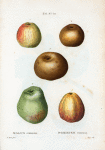 Malus communis = Pommier commun. [5 more varities of apples]