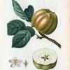 Malus communis = Pommier commun. [Green apple on a branch and a half cut apple]