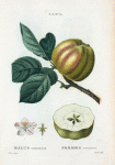 Malus communis = Pommier commun. [Green apple on a branch and a half cut apple]