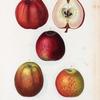Malus communis = Pommier commun.