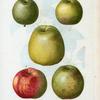 Malus communis = Pommier commun.