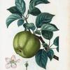 Malus communis = Pommier commun.