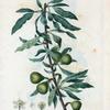 Pyrus Salicifolia = Poirier à feuilles de Saule. [Willow-leaved pear]