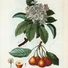 Pyrus Pollveria = Poirier de Pollviller.