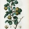 Pyrus communis sylvestris = Poirier commun sauvage. [Common pear].