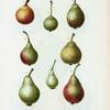 Pyrus communis = Poirier commun. [8 varities of pears]