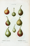 Pyrus communis = Poirier commun. [8 varities of pears]
