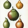 Pyrus communis = Poirier commun. [5 varities of pears]