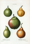 Pyrus communis = Poirier commun. [5 varities of pears]