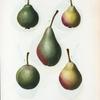 Pyrus communis = Poirier commun. [5 varities of pears]