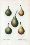 Pyrus communis = Poirier commun. [5 varities of pears]