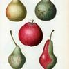 Pyrus communis = Poirier commun. [Ripe and unripe pears]