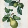 Pyrus communis = Poirier commun. [Green pears with leaves]