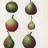 Pyrus communis = Poirier commun. [6 varities of pears]