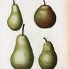 Pyrus communis = Poirier commun. [4 varities of pears]