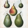 Pyrus communis = Poirier commun. [5 varities of pears]