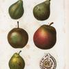 Pyrus communis = Poirier commun. [5 varities of pears and a half-cut pear]]