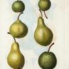 Pyrus communis = Poirier commun. [6 different varities of pears]