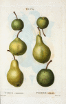 Pyrus communis = Poirier commun. [6 different varities of pears]