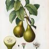 Pyrus communis = Poirier commun. [pears with leaves]
